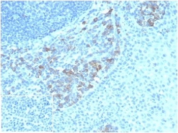 IHC staining of FFPE human tonsil tissue with CD5 Ligand antibody (clone CD5L/4420)at 2ug/ml. Negative control inset: PBS instead of primary antibody to control for secondary binding. HIER: boil tissue sections in pH 9 10mM Tris with 1mM EDTA for 20 min and allow to cool before testing.