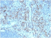 IHC staining of FFPE human tonsil tissue with CD5 Ligand antibody (clone CD5L/4420) at 2ug/ml in PBS for 30min RT. HIER: boil tissue sections in pH 9 10mM Tris with 1mM EDTA for 20 min and allow to cool before testing.