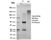 SDS-PAGE analysis of purified, BSA-free N-Myc Interactor antibody (clone PCRP-NMI-1C1) as confirmation of integrity and purity.