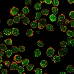 Immunofluorescent staining of PFA-fixed K562 cells stained with CREB5 antibody (green, clone PCRP-CREB5-1G8) and phalloidin (red).