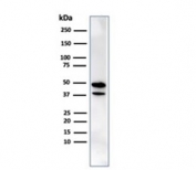 Western blot testing of human HeLa cell lysate using CREB5 antibody (clone PCRP-CREB5-1G8). Predicted molecular weight: ~57 kDa (alpha), ~56 kDa (beta), ~53 kDa (gamma), ~41 kDa (delta).