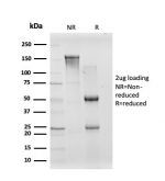 SDS-PAGE analysis of purified, BSA-free CREB5 antibody (clone PCRP-CREB5-1G8) as confirmation of integrity and purity.