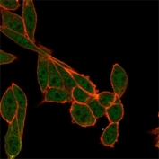 Immunofluorescent staining of PFA-fixed human HeLa cells using SMNDC1 antibody (green, clone PCRP-SMNDC1-1A9) and phalloidin (red).