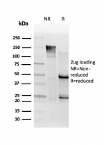 SDS-PAGE analysis of purified, BSA-free SMNDC1 antibody (clone PCRP-SMNDC1-1A9) as confirmation of integrity and purity.