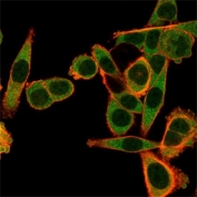 Immunofluorescent staining of PFA-fixed human HeLa cells using SPIC antibody (green, clone PCRP-SPIC-2C5) and phalloidin (red).
