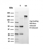 SDS-PAGE analysis of purified, BSA-free SPIC antibody (clone PCRP-SPIC-2C5) as confirmation of integrity and purity.