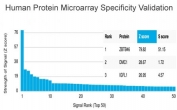 Analysis of HuProt(TM) microarray containing more than 19,000 full-length human proteins using ZBTB46 antibody (clone PCRP-ZBTB46-2B8). These results demonstrate the foremost specificity of the PCRP-ZBTB46-2B8 mAb. Z- and S- score: The Z-score represents the strength of a signal that an antibody (in combination with a fluorescently-tagged anti-IgG secondary Ab) produces when binding to a particular protein on the HuProt(TM) array. Z-scores are described in units of standard deviations (SD's) above the mean value of all signals generated on that array. If the targets on the HuProt(TM) are arranged in descending order of the Z-score, the S-score is the difference (also in units of SD's) between the Z-scores. The S-score therefore represents the relative target specificity of an Ab to its intended target.