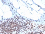 IHC staining of FFPE human tonsil tissue with ZBTB46 antibody (clone PCRP-ZBTB46-2B8). HIER: boil tissue sections in pH 9 10mM Tris with 1mM EDTA for 20 min and allow to cool before testing.