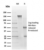 SDS-PAGE analysis of purified, BSA-free EIF2S1 antibody (clone PCRP-EIF2S1-1C11) as confirmation of integrity and purity.