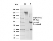 SDS-PAGE analysis of purified, BSA-free ELK1 antibody (clone PCRP-ELK1-1B9) as confirmation of integrity and purity.