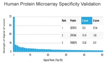 Analysis of HuProt(TM) microarray containing more than 19,000 full-length human proteins using ZBTB7C antibody (clone PCRP-ZBTB7C-4E12). These results demonstrate the foremost specificity of the PCRP-ZBTB7C-4E12 mAb. Z- and S- score: The Z-score represents the strength of a signal that an antibody (in combination with a fluorescently-tagged anti-IgG secondary Ab) produces when binding to a particular protein on the HuProt(TM) array. Z-scores are described in units of standard deviations (SD's) above the mean value of all signals generated on that array. If the targets on the HuProt(TM) are arranged in descending order of the Z-score, the S-score is the difference (also in units of SD's) between the Z-scores. The S-score therefore represents the relative target specificity of an Ab to its intended target.