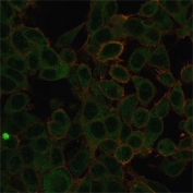 Immunofluorescent staining of PFA-fixed human HeLa cells using ZBTB7C antibody (green, clone PCRP-ZBTB7C-4E12) and phalloidin (red).