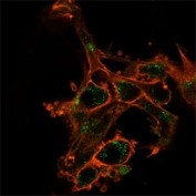 Immunofluorescent staining of PFA-fixed U-87 cells using Sirtuin 2 antibody (green, clone PCRP-SIRT2-1A8) and phalloidin (red).