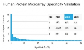 Analysis of HuProt(TM) microarray containing more than 19,000 full-length human proteins using Sirtuin 2 antibody (clone PCRP-SIRT2-1A8). These results demonstrate the foremost specificity of the PCRP-SIRT2-1A8 mAb. Z- and S- score: The Z-score represents the strength of a signal that an antibody (in combination with a fluorescently-tagged anti-IgG secondary Ab) produces when binding to a particular protein on the HuProt(TM) array. Z-scores are described in units of standard deviations (SD's) above the mean value of all signals generated on that array. If the targets on the HuProt(TM) are arranged in descending order of the Z-score, the S-score is the difference (also in units of SD's) between the Z-scores. The S-score therefore represents the relative target specificity of an Ab to its intended target.