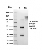 SDS-PAGE analysis of purified, BSA-free p65 NF-kB antibody (PCRP-RELA-1E3) as confirmation of integrity and purity.