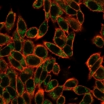 Immunofluorescent staining of PFA-fixed human HeLa cells using SMAD3 antibody (green, clone PCRP-SMAD3-1A2) and phalloidin (red).