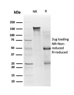 SDS-PAGE analysis of purified, BSA-free SMAD3 antibody (PCRP-SMAD3-1A2) as confirmation of integrity and purity.