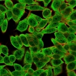 Immunofluorescent staining of PFA-fixed human HeLa cells using Th-Pok antibody (green, clone PCRP-ZBTB7B-1B6) and phalloidin (red).