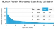 Analysis of HuProt(TM) microarray containing more than 19,000 full-length human proteins using ZBTB7B antibody (clone PCRP-ZBTB7B-1F7). These results demonstrate the foremost specificity of the PCRP-ZBTB7B-1F7 mAb. Z- and S- score: The Z-score represents the strength of a signal that an antibody (in combination with a fluorescently-tagged anti-IgG secondary Ab) produces when binding to a particular protein on the HuProt(TM) array. Z-scores are described in units of standard deviations (SD's) above the mean value of all signals generated on that array. If the targets on the HuProt(TM) are arranged in descending order of the Z-score, the S-score is the difference (also in units of SD's) between the Z-scores. The S-score therefore represents the relative target specificity of an Ab to its intended target.
