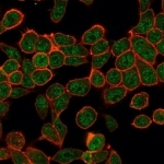 Immunofluorescent staining of PFA-fixed human HeLa cells using ZBTB7B antibody (green, clone PCRP-ZBTB7B-1F7) and phalloidin (red).