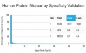 Analysis of HuProt(TM) microarray containing more than 19,000 full-length human proteins using POLE3 antibody (clone PCRP-POLE3-2F10). These results demonstrate the foremost specificity of the PCRP-POLE3-2F10 mAb. Z- and S- score: The Z-score represents the strength of a signal that an antibody (in combination with a fluorescently-tagged anti-IgG secondary Ab) produces when binding to a particular protein on the HuProt(TM) array. Z-scores are described in units of standard deviations (SD's) above the mean value of all signals generated on that array. If the targets on the HuProt(TM) are arranged in descending order of the Z-score, the S-score is the difference (also in units of SD's) between the Z-scores. The S-score therefore represents the relative target specificity of an Ab to its intended target.