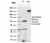 SDS-PAGE analysis of purified, BSA-free PRMT6 antibody (PCRP-PRMT6-2C9) as confirmation of integrity and purity.
