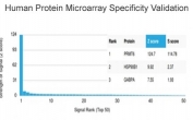 Analysis of HuProt(TM) microarray containing more than 19,000 full-length human proteins using PRMT6 antibody (clone PCRP-PRMT6-2C9). These results demonstrate the foremost specificity of the PCRP-PRMT6-2C9 mAb. Z- and S- score: The Z-score represents the strength of a signal that an antibody (in combination with a fluorescently-tagged anti-IgG secondary Ab) produces when binding to a particular protein on the HuProt(TM) array. Z-scores are described in units of standard deviations (SD's) above the mean value of all signals generated on that array. If the targets on the HuProt(TM) are arranged in descending order of the Z-score, the S-score is the difference (also in units of SD's) between the Z-scores. The S-score therefore represents the relative target specificity of an Ab to its intended target.