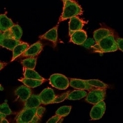 Immunofluorescent staining of PFA-fixed human HeLa cells using ZFP64 antibody (green, clone PCRP-ZFP64-1H2) and phalloidin (red).