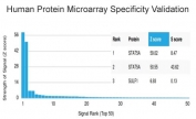Analysis of HuProt(TM) microarray containing more than 19,000 full-length human proteins using STAT5A antibody (clone PCRP-STAT5A-1A11). These results demonstrate the foremost specificity of the PCRP-STAT5A-1A11 mAb. Z- and S- score: The Z-score represents the strength of a signal that an antibody (in combination with a fluorescently-tagged anti-IgG secondary Ab) produces when binding to a particular protein on the HuProt(TM) array. Z-scores are described in units of standard deviations (SD's) above the mean value of all signals generated on that array. If the targets on the HuProt(TM) are arranged in descending order of the Z-score, the S-score is the difference (also in units of SD's) between the Z-scores. The S-score therefore represents the relative target specificity of an Ab to its intended target.