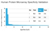Analysis of HuProt(TM) microarray containing more than 19,000 full-length human proteins using RELA antibody (clone PCRP-RELA-2B6). These results demonstrate the foremost specificity of the PCRP-RELA-2B6 mAb. Z- and S- score: The Z-score represents the strength of a signal that an antibody (in combination with a fluorescently-tagged anti-IgG secondary Ab) produces when binding to a particular protein on the HuProt(TM) array. Z-scores are described in units of standard deviations (SD's) above the mean value of all signals generated on that array. If the targets on the HuProt(TM) are arranged in descending order of the Z-score, the S-score is the difference (also in units of SD's) between the Z-scores. The S-score therefore represents the relative target specificity of an Ab to its intended target.