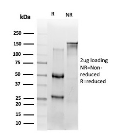 SDS-PAGE analysis of purified, BSA-free RELA antibody (PCRP-RELA-2B6) as confirmation of integrity and purity.