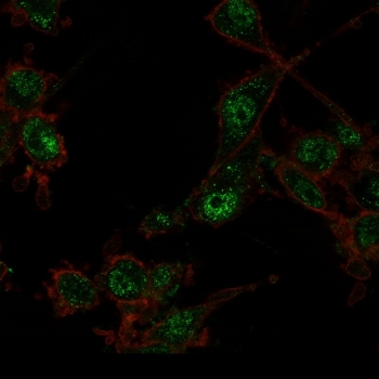 Immunofluorescent staining of PFA-fixed U87 cells using TRIM27 antibody (green, clone PCRP-TRIM27-1B3) and phalloidin (red).