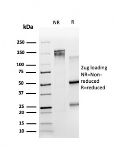 SDS-PAGE analysis of purified, BSA-free TRIM27 antibody (PCRP-TRIM27-1B3) as confirmation of integrity and purity.