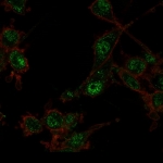 Immunofluorescent staining of PFA-fixed U87 cells using TRIM27 antibody (green, clone PCRP-TRIM27-1B3) and phalloidin (red).