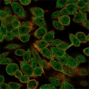 Immunofluorescent staining of PFA-fixed human HeLa cells using RXRB antibody (green, clone PCRP-RXRB-2B6) and phalloidin (red).