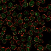 Immunofluorescent staining of PFA-fixed human K562 cells using RXRB antibody (green, clone PCRP-RXRB-2B6) and phalloidin (red).