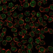 Immunofluorescent staining of PFA-fixed human K562 cells using RXRB antibody (green, clone PCRP-RXRB-2B6) and phalloidin (red).