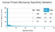 Analysis of HuProt(TM) microarray containing more than 19,000 full-length human proteins using RXRB antibody (clone PCRP-RXRB-2B6). These results demonstrate the foremost specificity of the PCRP-RXRB-2B6 mAb. Z- and S- score: The Z-score represents the strength of a signal that an antibody (in combination with a fluorescently-tagged anti-IgG secondary Ab) produces when binding to a particular protein on the HuProt(TM) array. Z-scores are described in units of standard deviations (SD's) above the mean value of all signals generated on that array. If the targets on the HuProt(TM) are arranged in descending order of the Z-score, the S-score is the difference (also in units of SD's) between the Z-scores. The S-score therefore represents the relative target specificity of an Ab to its intended target.