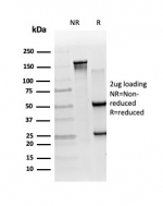 SDS-PAGE analysis of purified, BSA-free RXRB antibody (clone PCRP-RXRB-2B6) as confirmation of integrity and purity.