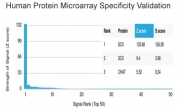 Analysis of HuProt(TM) microarray containing more than 19,000 full-length human proteins using SCXA antibody (clone PCRP-SCXA-2D11). These results demonstrate the foremost specificity of the PCRP-SCXA-2D11 mAb. Z- and S- score: The Z-score represents the strength of a signal that an antibody (in combination with a fluorescently-tagged anti-IgG secondary Ab) produces when binding to a particular protein on the HuProt(TM) array. Z-scores are described in units of standard deviations (SD's) above the mean value of all signals generated on that array. If the targets on the HuProt(TM) are arranged in descending order of the Z-score, the S-score is the difference (also in units of SD's) between the Z-scores. The S-score therefore represents the relative target specificity of an Ab to its intended target.