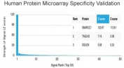 Analysis of HuProt(TM) microarray containing more than 19,000 full-length human proteins using SMARCC1 antibody (clone PCRP-SMARCC1-1F1). These results demonstrate the foremost specificity of the PCRP-SMARCC1-1F1 mAb. Z- and S- score: The Z-score represents the strength of a signal that an antibody (in combination with a fluorescently-tagged anti-IgG secondary Ab) produces when binding to a particular protein on the HuProt(TM) array. Z-scores are described in units of standard deviations (SD's) above the mean value of all signals generated on that array. If the targets on the HuProt(TM) are arranged in descending order of the Z-score, the S-score is the difference (also in units of SD's) between the Z-scores. The S-score therefore represents the relative target specificity of an Ab to its intended target.
