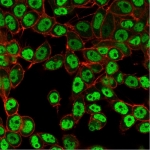 Immunofluorescent staining of PFA-fixed human HeLa cells using SMARCC1 antibody (green, clone PCRP-SMARCC1-1F1) and phalloidin (red).