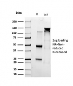 SDS-PAGE analysis of purified, BSA-free SMARCC1 antibody (clone PCRP-SMARCC1-1F1) as confirmation of integrity and purity.