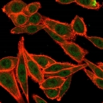 Immunofluorescent staining of PFA-fixed human HeLa cells using TARBP2 antibody (green, clone PCRP-TARBP2-1E5) and phalloidin (red).