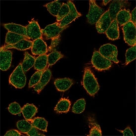 Immunofluorescent staining of PFA-fixed human HeLa cells using GTF2H2C antibody (green, clone PCRP-GTF2H2C-2C9) and phalloidin (red).