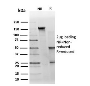 SDS-PAGE analysis of purified, BSA-free GTF2H2C antibody (clone PCRP-GTF2H2C-2C9) as confirmation of integrity and purity.
