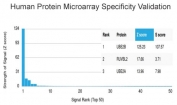 Analysis of HuProt(TM) microarray containing more than 19,000 full-length human proteins using UBE2B antibody (clone PCRP-UBE2B-1C7). These results demonstrate the foremost specificity of the PCRP-UBE2B-1C7 mAb. Z- and S- score: The Z-score represents the strength of a signal that an antibody (in combination with a fluorescently-tagged anti-IgG secondary Ab) produces when binding to a particular protein on the HuProt(TM) array. Z-scores are described in units of standard deviations (SD's) above the mean value of all signals generated on that array. If the targets on the HuProt(TM) are arranged in descending order of the Z-score, the S-score is the difference (also in units of SD's) between the Z-scores. The S-score therefore represents the relative target specificity of an Ab to its intended target.