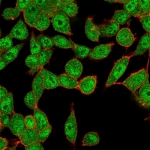 Immunofluorescent staining of PFA-fixed human HeLa cells using UBE2B antibody (green, clone PCRP-UBE2B-1C7) and phalloidin (red).