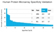 Analysis of HuProt(TM) microarray containing more than 19,000 full-length human proteins using Ubiquitin-protein ligase E3A antibody (clone PCRP-UBE3A-1A2). These results demonstrate the foremost specificity of the PCRP-UBE3A-1A2 mAb. Z- and S- score: The Z-score represents the strength of a signal that an antibody (in combination with a fluorescently-tagged anti-IgG secondary Ab) produces when binding to a particular protein on the HuProt(TM) array. Z-scores are described in units of standard deviations (SD's) above the mean value of all signals generated on that array. If the targets on the HuProt(TM) are arranged in descending order of the Z-score, the S-score is the difference (also in units of SD's) between the Z-scores. The S-score therefore represents the relative target specificity of an Ab to its intended target.