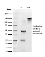 SDS-PAGE analysis of purified, BSA-free Ubiquitin-protein ligase E3A antibody (PCRP-UBE3A-1A2) as confirmation of integrity and purity.